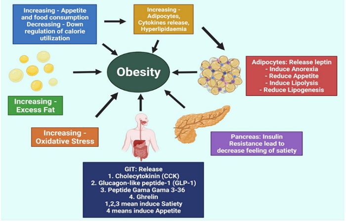 The Multifunctional Role of Herbal Products in the Management of Diabetes and Obesity: A Comprehensive Review